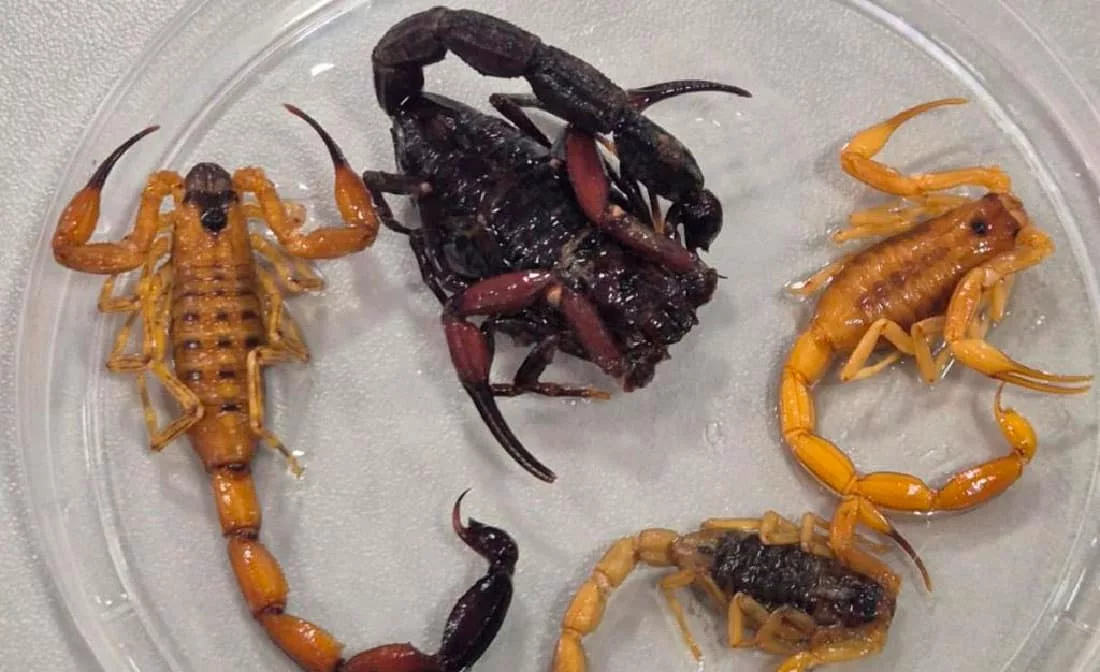 Crescem quase 19% os ataques de animais peçonhentos em Mato Grosso; escorpiões lideram